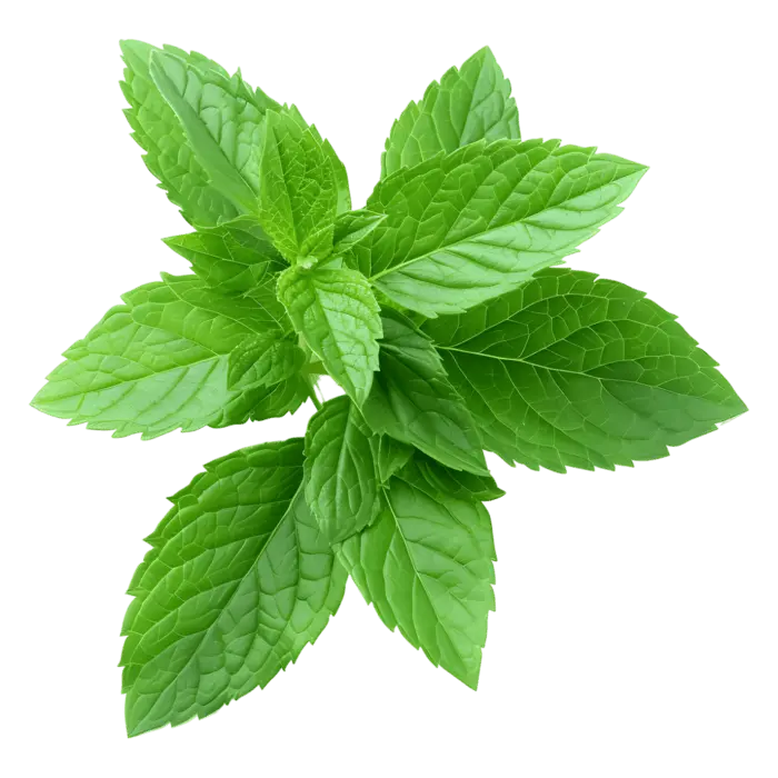 Mint پودینہ  (Gothe)